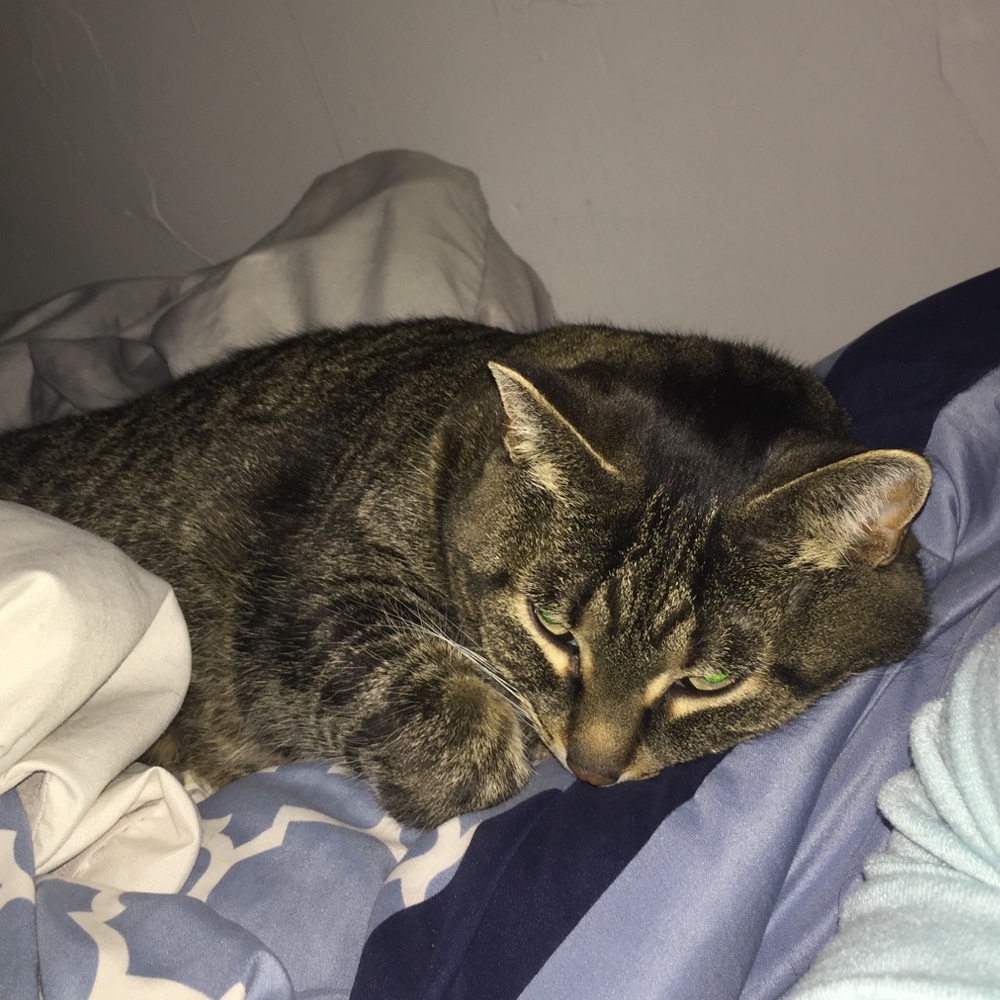 Meet your Posher, Tessa